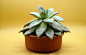 Cactus, Plant, Nature, Potted Plant