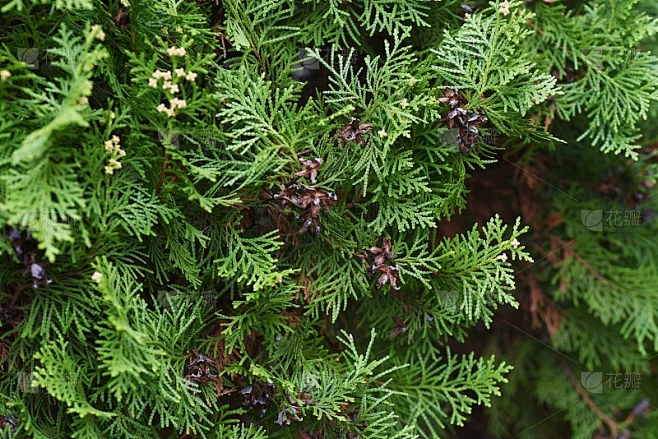 侧柏属植物(侧柏属)雄花素材-花瓣网
