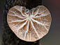 原来蘑菇也是一支潜力股，没想到竟然那么美