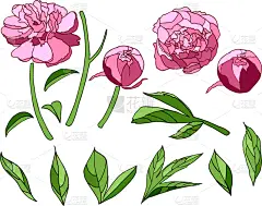 牡丹,粉色,天气,华丽的,请柬,浪漫,壁纸,植物群,布置,问候