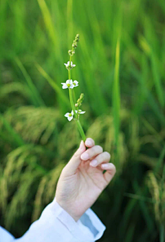 ~小迷糊~采集到停停走走 悠闲小镇