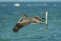 风景,清水市,水,水平画幅,无人,鸟类,户外,翅膀,佛罗里达,鹈鹕