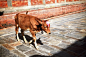 神牛。国境之内的尼泊尔黄牛真是幸运，摆脱了被人类作为食物的命运……,白色雅朵