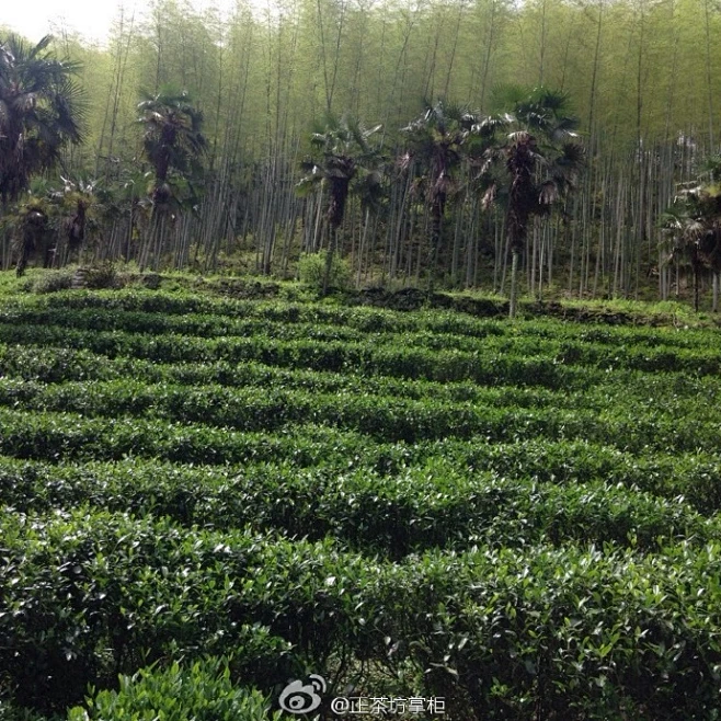 #桐木关·正山小种#好山好水出好茶-花瓣网