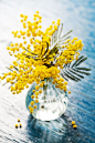 Joys of spring - Mimosa flowers or silver wattle in vase