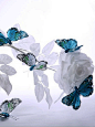 White rose and butterflies