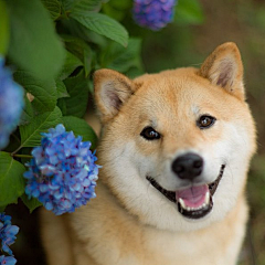 苗子小妹妹๑(=^ェ^=)๑采集到柴犬