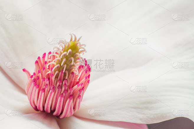 木兰花的雄蕊和心皮的宏