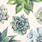 aaronapsley:  Succulent print design - Agave, Echeveria, and Graptopetalum species in Watercolor and Ink. I like making these patterns but not sure what to do with them. Any ideas?: 