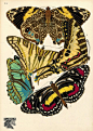 电子书籍：9本 法国艺术家Eugene Alain (E.A.) Seguy（1889-1985），他绘制的蝴蝶和昆虫美得惊人 下载地址：OE.A. Seguy.rar