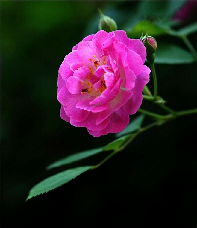 蔷薇花