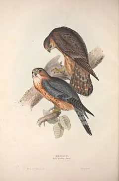 鸟物志