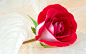 高清晰玫瑰花写真32661_花卉写真_花卉类_图库壁纸_联盟素材