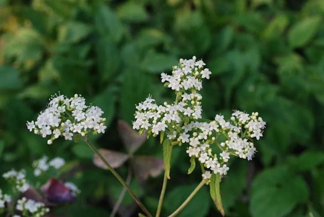 败酱草(白花败醬patrinia vil.