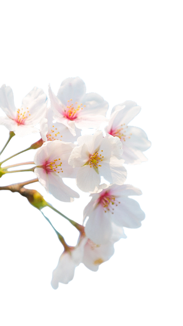 免扣+茉莉/栀子花