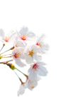 免扣+茉莉/栀子花