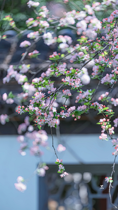 桃花炸弹采集到花卉植被