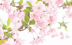 武汉大学樱花唯美高清电脑桌面壁纸图片下载,风景壁纸,唯美,花卉,清新,樱花,自然风光,壁纸,2560x1600