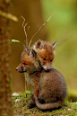 crescentmoon animalia: Photo