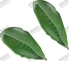 热带叶 【酷图网】热带叶,矢量,手绘,芭蕉叶,叶子