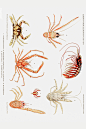 海洋生物：螃蟹海虾
