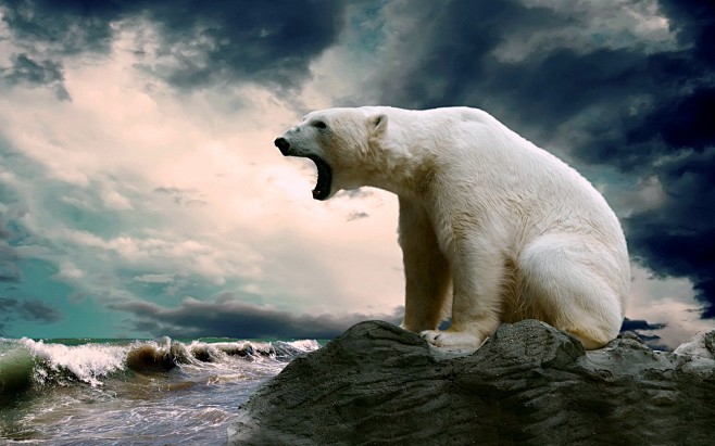 #polar bears | Wallp...