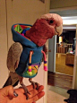 This Bird Wearing A Very Important Sweatshirt | Cutest Paw