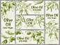 Olive oil banner. Organic oils labels, green olive