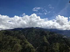 PNG第一高山，威力山,挖野菜的老虎