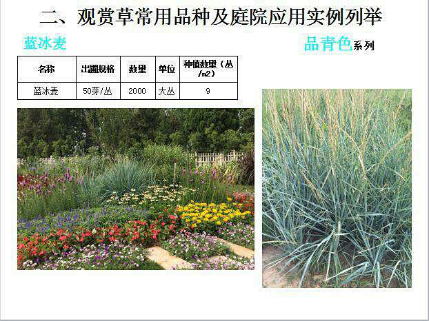 观赏草