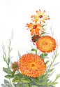 金盏菊