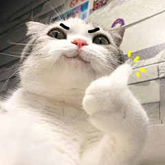 挽聊采集到可爱猫