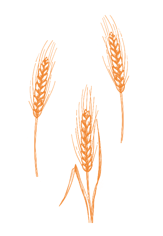 麦穗 小麦 PNG