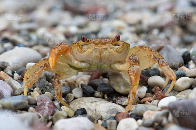 淡水蟹 (Potamon potamios)/Potamon potamios 淡水蟹的石质河床