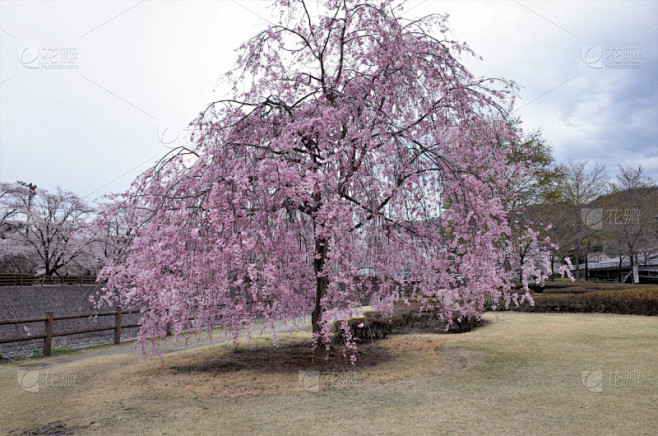 樱之花,垂枝日本早樱,樱花,公园,水平画幅,无人,蓝色,日本,樱桃树,户外