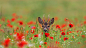 罂粟花丛中的欧洲狍 (© Arterra Picture Library/Alamy)
微软 Bing 搜索 - 国内版
