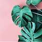 #PlantsOnPink by @apartmentf15: 