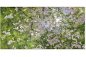 [ Sakura ] 2019｜照片｜尺寸可变