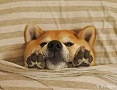 采集图片