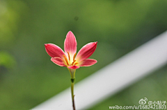 十四公主~采集到风雨兰