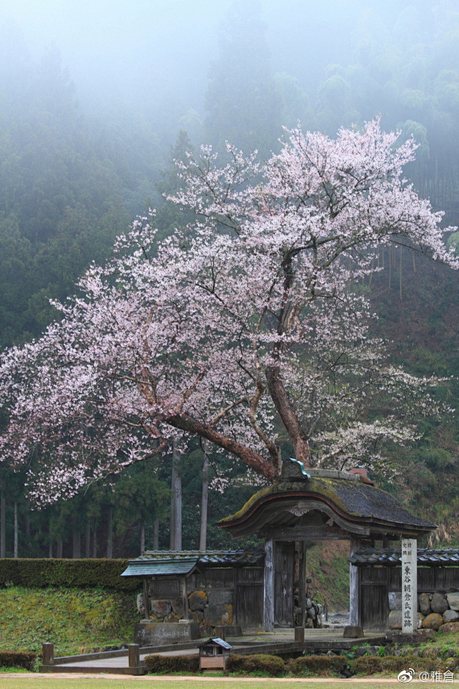 日式庭院 ​​​​