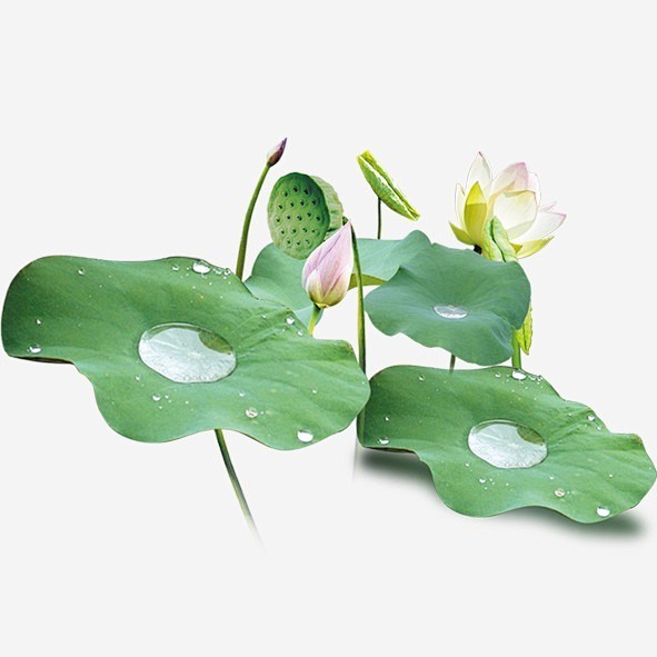 荷花叶子上的水珠_图案装饰免费下载_巧办...