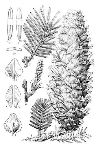 植物科学画 几多浮沉无限意