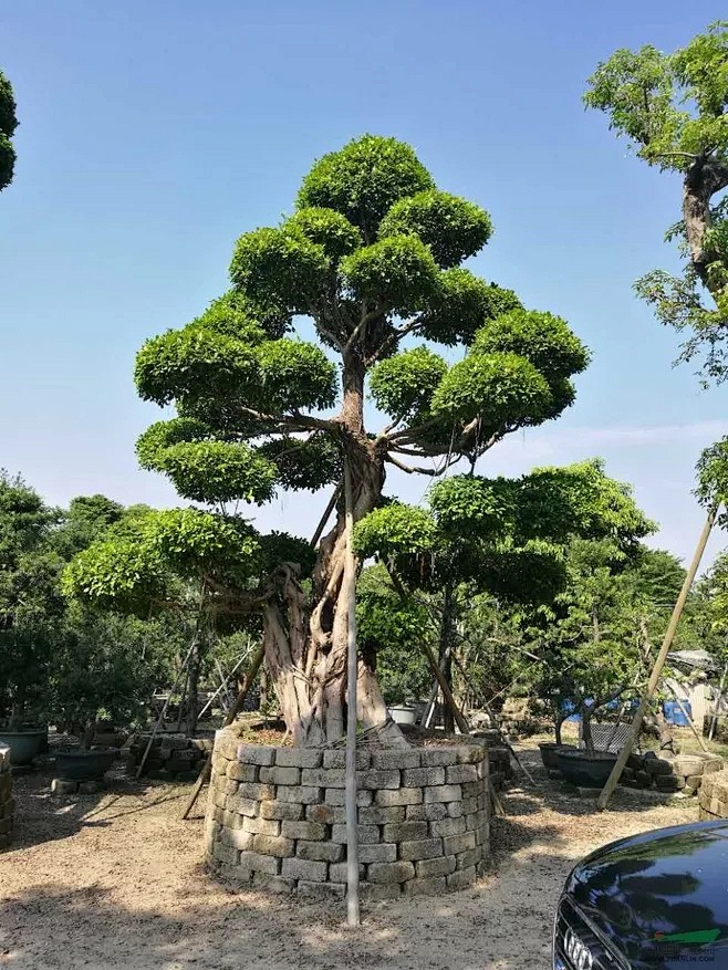 造型小叶榕高度6m，板根140cm，冠幅3m