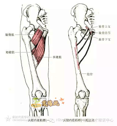 PkgjS44Q采集到腿部肌肉