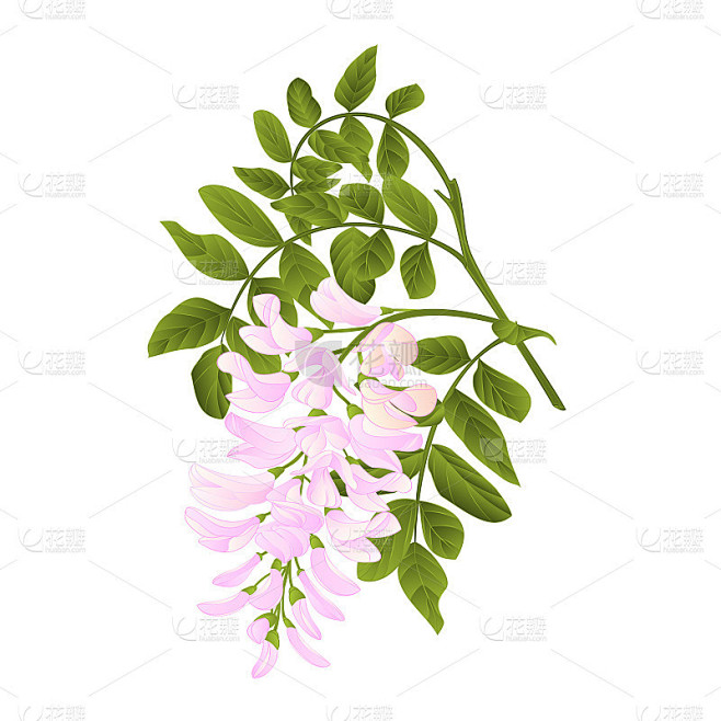 槐树嫩枝带叶和花复古矢量插图编辑