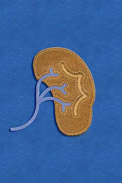 蓝底毡制成的肾照片下载