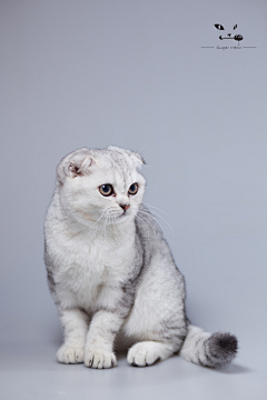 花间晴采集到猫