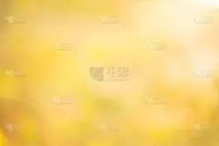 温暖的金黄色调模糊了大自然的背景，橘黄色的树叶映衬着天空，面对着太阳的耀斑和散焦
