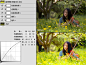原片有点暗，根据照片情况拉拉曲线，这里就简单的调成偏黄色调，最后合并所有图层在执行锐化下（数值仅供参考